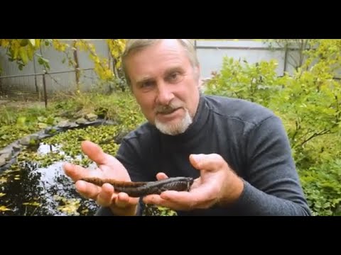 Видео: Тритоны Испанцы вылов