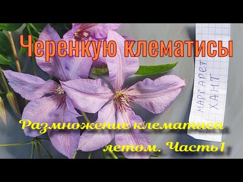 Видео: Черенкую клематисы. Летнее укорениение.