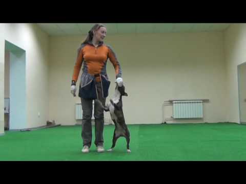 Видео: Минибуль Ора на тренировке по послушанию