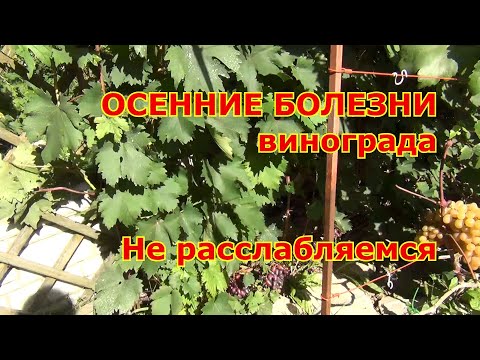 Видео: ОСЕННИЕ БОЛЕЗНИ винограда. НЕ РАССЛАБЛЯЕМСЯ !!!