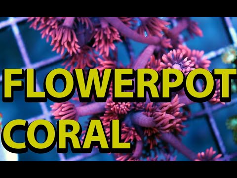 Видео: Секрет сохранения горшечных кораллов гониопора