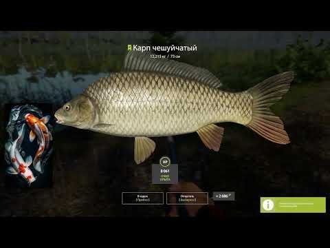 Видео: Карп чешуйчатый Старый Острог