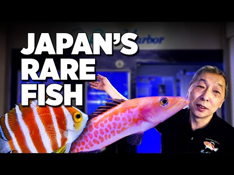 Видео: Коллекция редких рыб в Осаке, Япония! Аквариум «Голубая гавань» Кодзи Вады