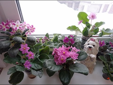 Видео: Фиалки на окне моя красота!!!!