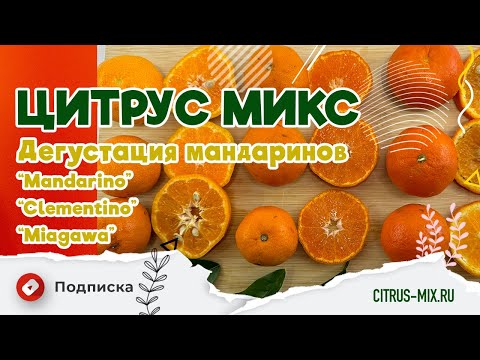 Видео: 🍊✨ Дегустация мандаринов и клементина 🍊✨ - Цитрус Микс