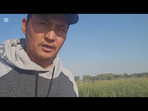 Видео: Как ловят карасья