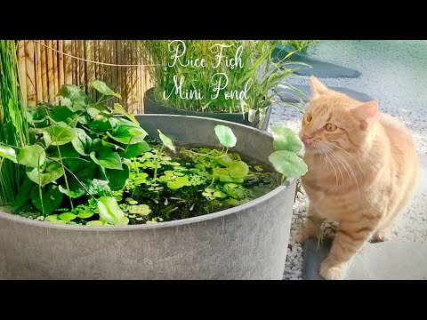 Видео: Мини-пруд для выращивания рисовых рыб в японском стиле в тихом саду (биотоп «Медака»)