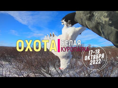 Видео: Удачная охота на белую куропатку. Пенжина. Hunting for Willow Grouse with homemade cartridges.