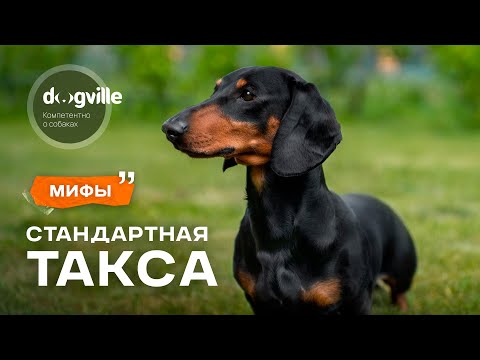 Видео: Мифы о породе Стандартная такса — с заводчиком
