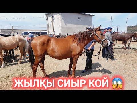 Видео: МАЛ БАЗАР ҚЫЗЫЛОРДА, ЖЫЛҚЫ СИЫР ҚОЙ ЕШКІ БАҒАЛАРЫ.