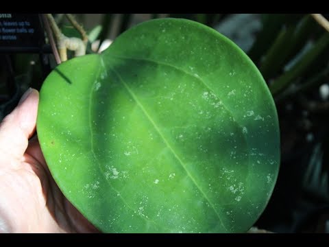 Видео: Хойя Цветы и Листья.. H.Clemensiorum, H. Megalaster, H. Citrina, H. Glabra, H. Latifolia, H.Amoena,