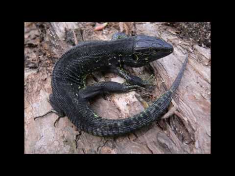 Видео: Приколюха из мусора металлолома