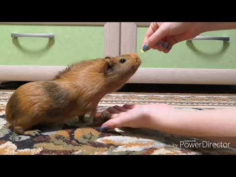 Видео: Дрессировка морской свинки