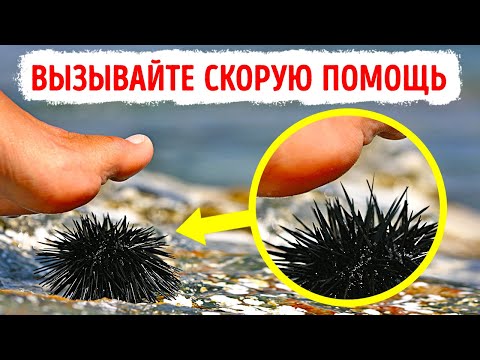 Видео: Морские существа, с которыми вы не хотите встречаться никогда