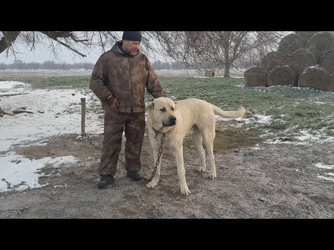 Видео: Питомник Рамзана Гайсултанова р.Калмыкия! 13.03.2022г. часть-1