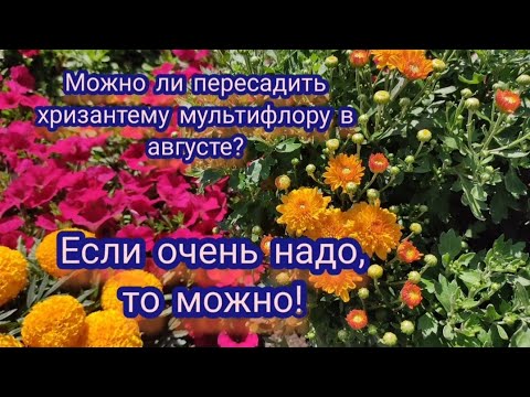 Видео: Хризантема мультифлора. Пересаживаем хризантему с неудобного места.