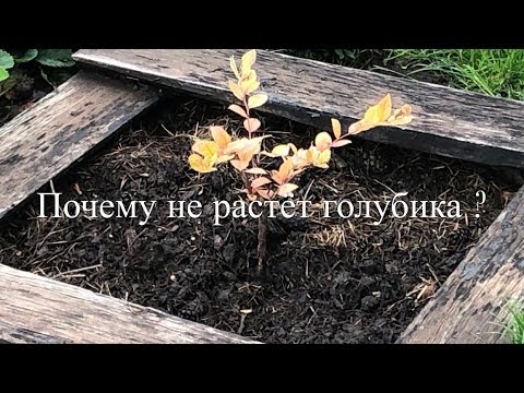 Видео: 💙💜 Почему Не Растёт Голубика ?