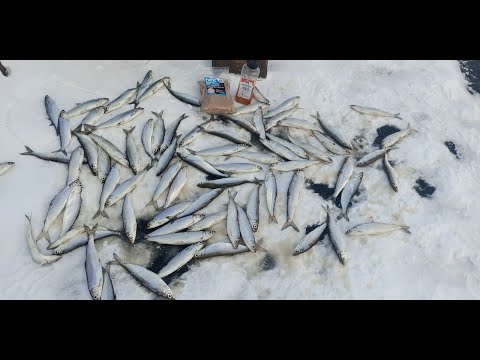 Видео: Озеро Инголь  Рыбалка на рипуса  серия 1