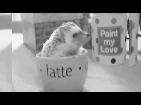 Видео: Черный Лукич Черный Ежик