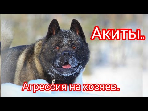 Видео: Акиты. Агрессия на хозяев. #akita #акитомания #собака #dog #video #americanakita #агрессия