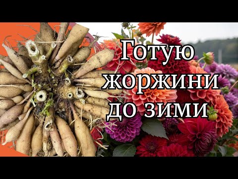 Видео: ПЕРЕВІРЕНИЙ спосіб  Як зберегти бульби  жоржин до весни без втрат