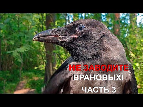 Видео: НЕ ЗАВОДИТЕ ВРАНОВЫХ ПТИЦ! ЧАСТЬ 3. Don't have any corvids!