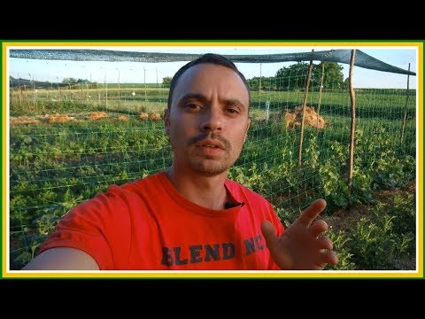 Видео: ЭТА ПОДКОРМКА -ОБРАБОТКА ОТ ФИТОФТОРЫ ТВОРИТ ЧУДЕСА! ОБРАБАТЫВАЕМ ОГУРЦЫ, ТОМАТЫ, БАКЛАЖАНЫ