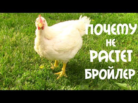 Видео: Я  ЗНАЮ ПОЧЕМУ НЕ РАСТУТ БРОЙЛЕРЫ!