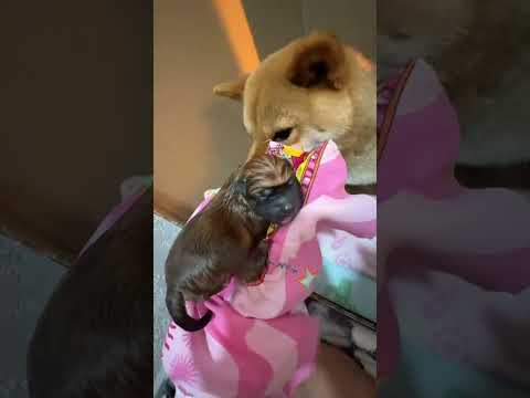 Видео: Роды Сиба Ину 🦊.  Первые роды у сиба Ину.                             #родысибаину