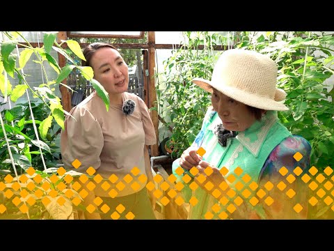 Видео: «Тиэргэн»: Баай оҕуруоттаах Елена Федорова (20.08.24)