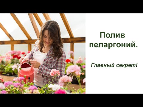 Видео: Полив пеларгоний. Главный секрет