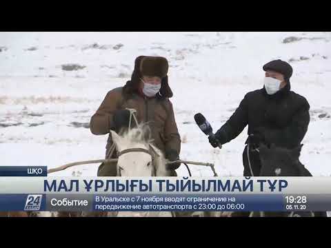 Видео: Ұрланған мал. «Дәрменсіз» полиция. ШҚО тұрғындары «Хабар 24»-тен көмек сұрады