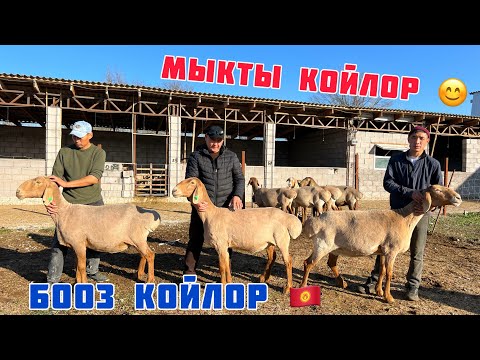 Видео: УЛУК байке аз гана, бирок, МЫКТЫ КОЙЛОРДУ сатыкка чыгарды 🦾👍🏻