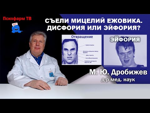 Видео: Съели мицелий ежовика. Дисфория или эйфория?