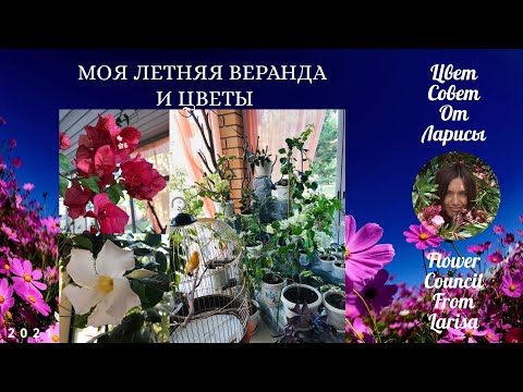 Видео: МОЯ ЛЕТНЯЯ ВЕРАНДА И ЦВЕТЫ