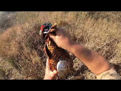 Видео: Открытие охоты на фазана 2022