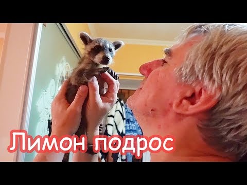 Видео: VLOG Настя и Лимон приехали. Забыла его бутылочку с соской