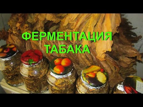 Видео: ДНЕВНИК ТАБАКОВОДА № 43  13.08. ФЕРМЕНТАЦИЯ ТАБАКА , ЧАСТЬ 1  ТАБАК