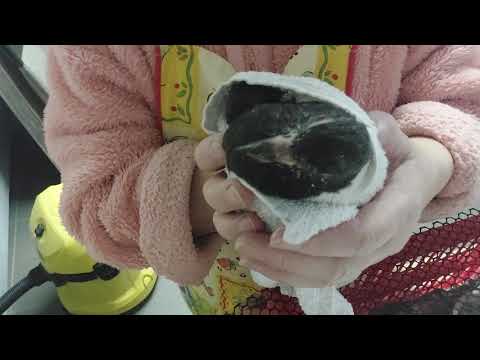 Видео: Моя бедося "Пышка"🙂🥰