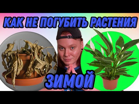 Видео: КАК СОХРАНИТЬ КОМНАТНЫЕ РАСТЕНИЯ ЗИМОЙ? 🚫🌱 Простые советы по уходу за комнатными растениями зимой.