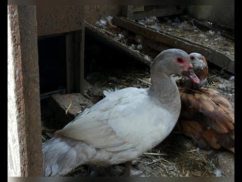 Видео: Мускусные утки - планы на весну//Поздние утята - есть ли смысл