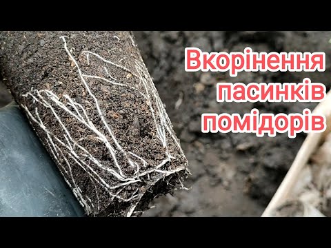 Видео: Пасинки помідорів вкорінюю тепер так.