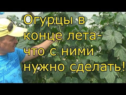 Видео: ОГУРЦЫ В АВГУСТЕ-продление плодоношения!