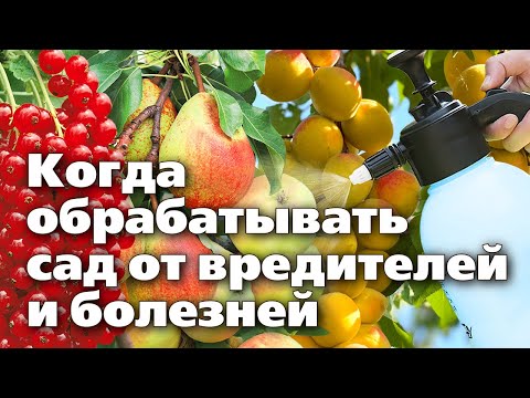 Видео: Сроки обработки сада от весны до осени. Советы биолога