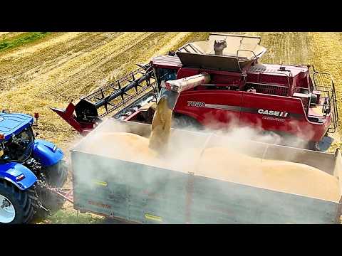 Видео: УРОЖАЙ ПШЕНИЦЫ 2025 ГОДА CASE IH AXIAL FLOW 7088