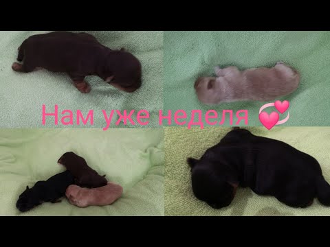 Видео: Dogvlog/Щенкам неделя/Выбираем Имена