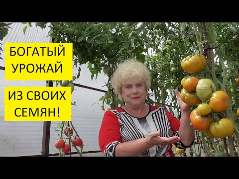 Видео: С каких томатов можно брать семена? Заготовка семян в домашних условиях.