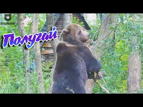 Видео: Месть березе. Она думала я все забыл...но я все помню🐻😠