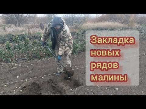 Видео: Закладка новых рядов рем сортов малины на плодоношение Гусария  Вайолет Маджестик