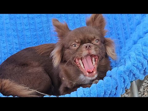 Видео: 11.11.2025‼️ ТОЛЬКО СЕГОДНЯ ДЛЯ САМЫХ РЕШИТЕЛЬНЫХ‼️ питомник чихуахуа Кастропуло #Крым 